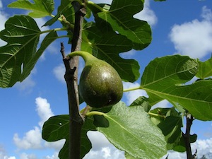 Fikon 'Bornholm'